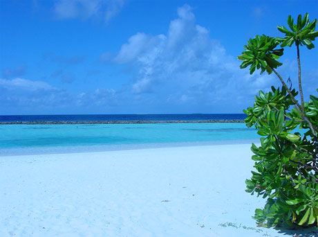 Maldive